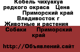 Кобель чихуахуа редкого окраса › Цена ­ 15 000 - Приморский край, Владивосток г. Животные и растения » Собаки   . Приморский край